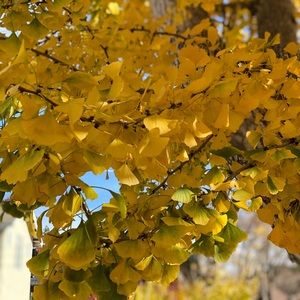 Meet your Posher, Marika